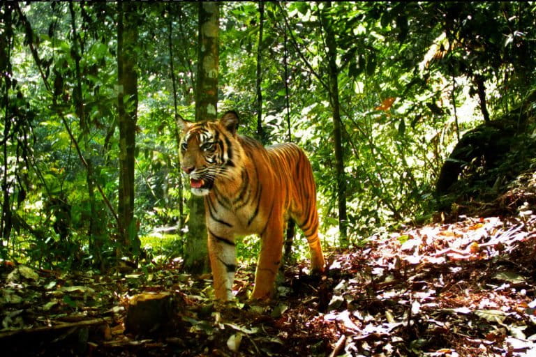 Deforestation In Sumatra Carves Up Tiger Habitats Into Ever Smaller Patches