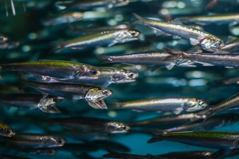 Northern anchovies are small silvery fish that swim in enormous schools in temperate waters and feed mainly on plankton, like krill. Photo by Matthew Savoca.