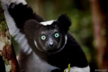 An indri (Indri indri), another critically endangered lemur that lives in Makira Natural Park. Photo by Rhett A. Butler.