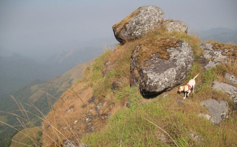 Detection dog Lily searching a broad landscape.