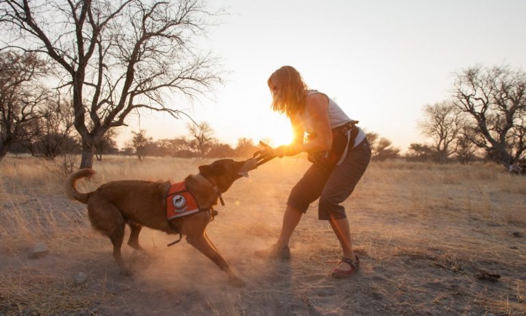 Pepin gets a sunset play reward for sniffing out cheetah scat in Zambia.