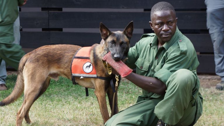 Handlers learn to merge a target scent with a chance to play with a favorite toy that the dog just cannot do without.