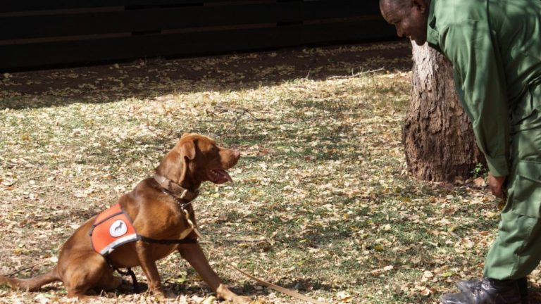 Detection dog and its handler learning to work together at Grumeti Reserve in Tanzania.