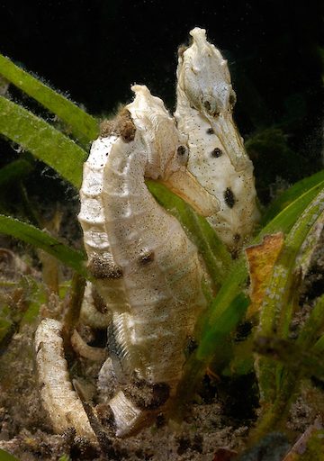 The spotted seahorse (Hippocampus kuda) is widely distributed but listed as Vulnerable by the IUCN because it’s one of the most commonly traded species. In 2013, in an effort to make the country’s trade sustainable, CITES placed a ban on Vietnam exporting H. kuda. Photo by Bettina Balnis Guylian/ Seahorses of the World. 