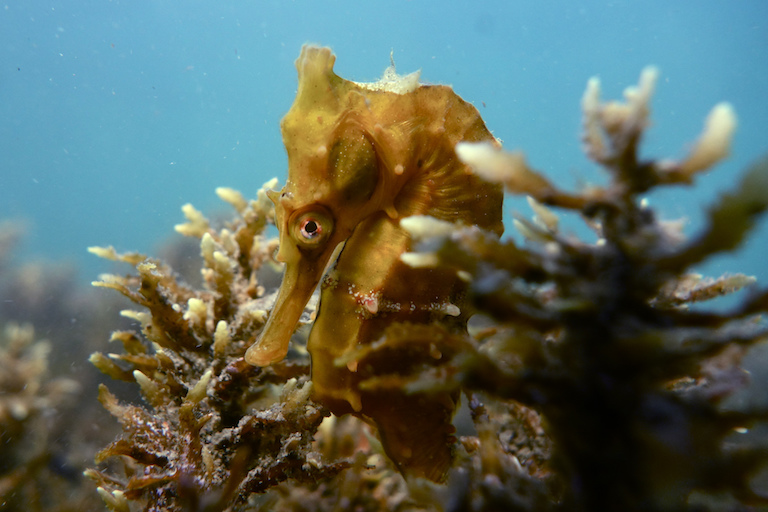 White’s seahorse (Hippocampus whitei). This species is listed as Data Deficient by the IUCN, and was previously listed as Vulnerable, but there have been too few studies to say whether it remains at risk in the wild. Photo by Sylke Rohrlach via Flickr [CC BY-SA 2.0].