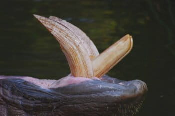 Hippos have large curved canine teeth and a pair of huge incisors in the lower jaw. Credit: Peripitus via Creative Commons (CC- BY-SA-3.0)
