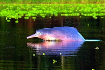2. A pink river dolphin (Inia geoffrensis) leaps from the Samiria River in northeastern Peru. These dolphins, along with scores of fish and crocodilians, suffered from an intense drought in 2010, but most recovered during extreme floods between 2011 and 2015. Photo courtesy of Richard Bodmer and FundAmazonia.