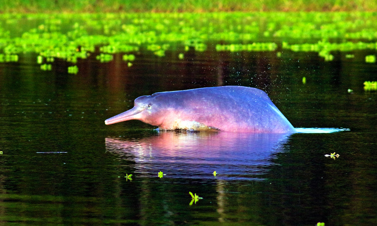 Extreme Seasonal Changes In Amazon River Levels Threaten Forest Conservation By Indigenous People