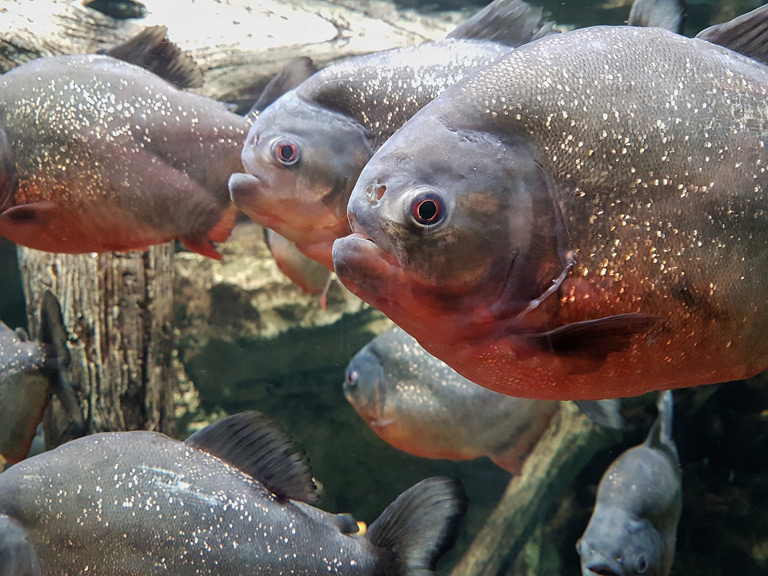 amazon river aquarium fish