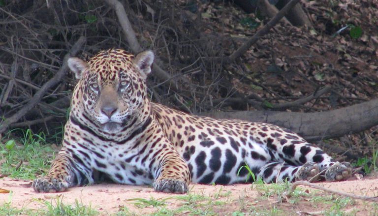 Jaguars, such as this one resting on riverbank in Brazil, are categorized as “Near Threatened” under the International Union for the Conservation of Nature (IUCN) Red List.