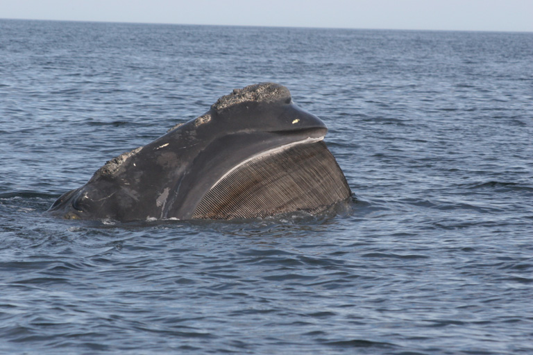 Fishing ropes wrap around the head and mouth, damaging the baleen of a  severely entangled North Atlantic right whale (Eubalaena glacialis) in the  Gulf of Saint Lawrence, Canada. Fishing gear entanglement is