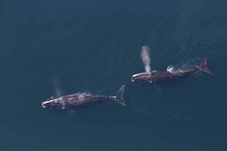 Entanglements hamper reproduction as right whale population slides