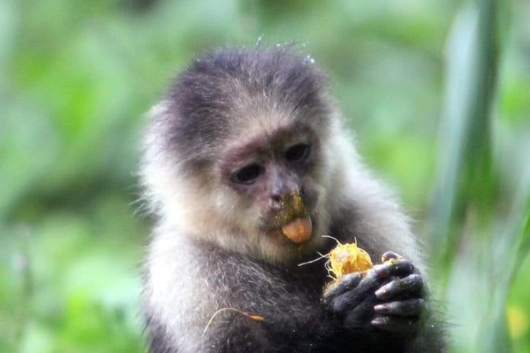 A white-headed capuchin monkey in Colombia messily munches on a piece of fruit. The carbon-filled scraps from this meal will enrich the forest’s soil. Photo by Rhett A. Butler