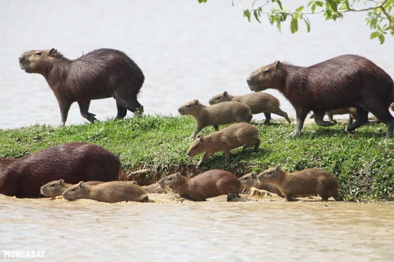 A herd of capybara, the world’s largest living rodents, go for a swim in Colombia. Photo by Rhett A. Butler