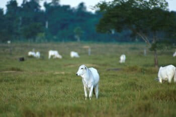 Grass-fed beef production generates more greenhouse gas than using feedlots. Photo by Scott Bauer.