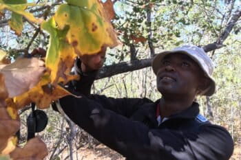 Cyprien Miandrimanana, a botanist now leading efforts to protect Bongolava, quit his job with the Missouri Botanical Garden and moved back home to the area in hopes of stopping the destruction he saw on trips to visit his parents. Photo by Rowan Moore Gerety for Mongabay.