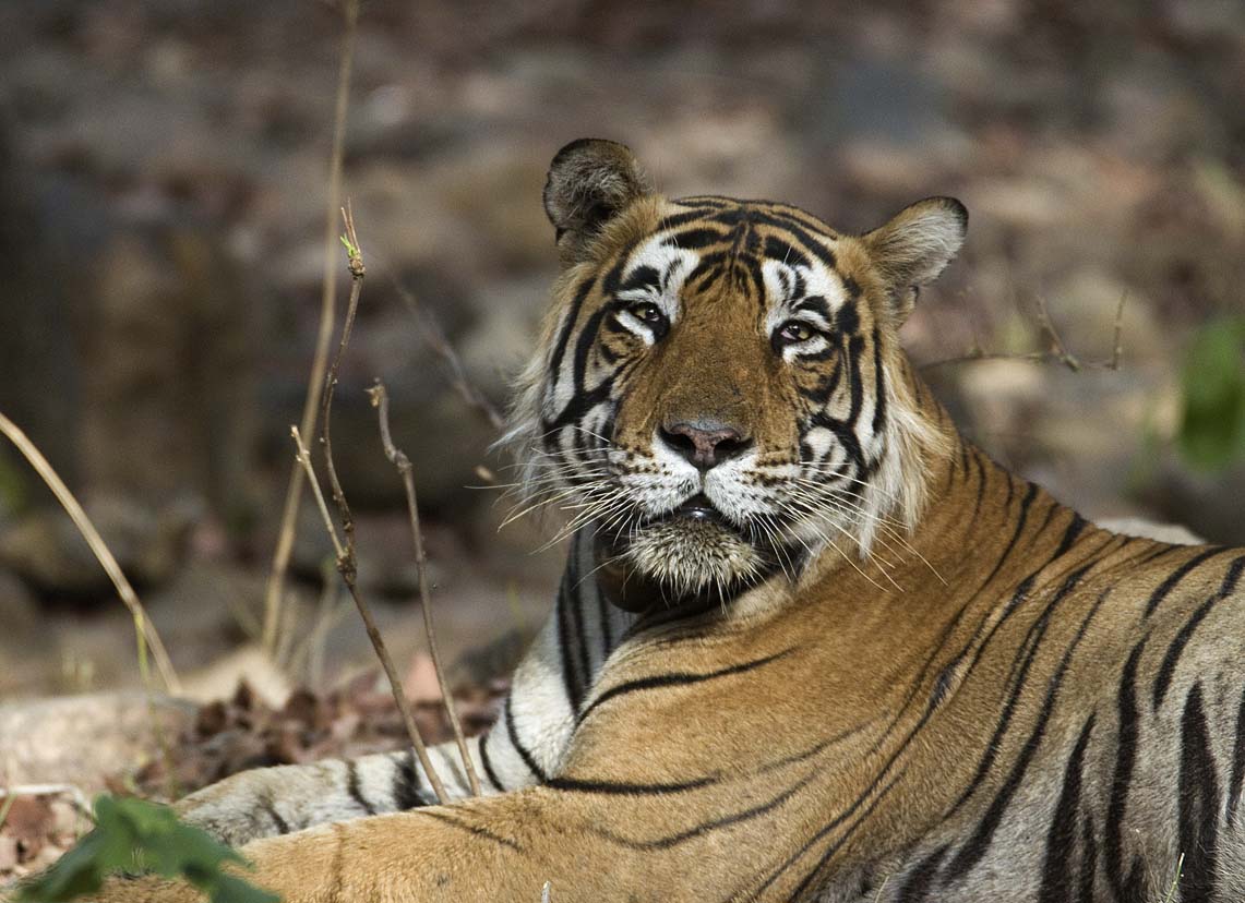 A sleepy-looking male tiger in India's Ranthambhore National Park. 