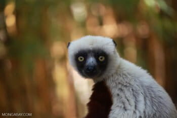 Coquerel's sifaka (Propithecus coquereli), a species that lives in Bongolava. Photo by Rhett A. Butler.
