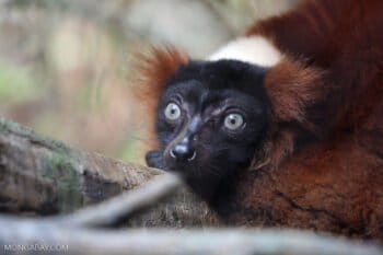 Red ruffed lemur (Varecia rubra), a species that lives in northeastern Madagascar, where rosewood logging has been severe. Photo by Rhett A. Butler.