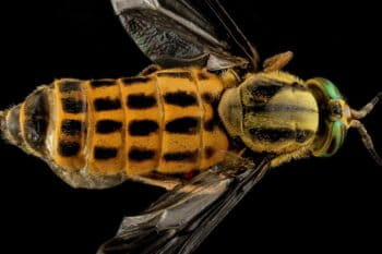 Chrysops fly. Courtesy of PX Here.