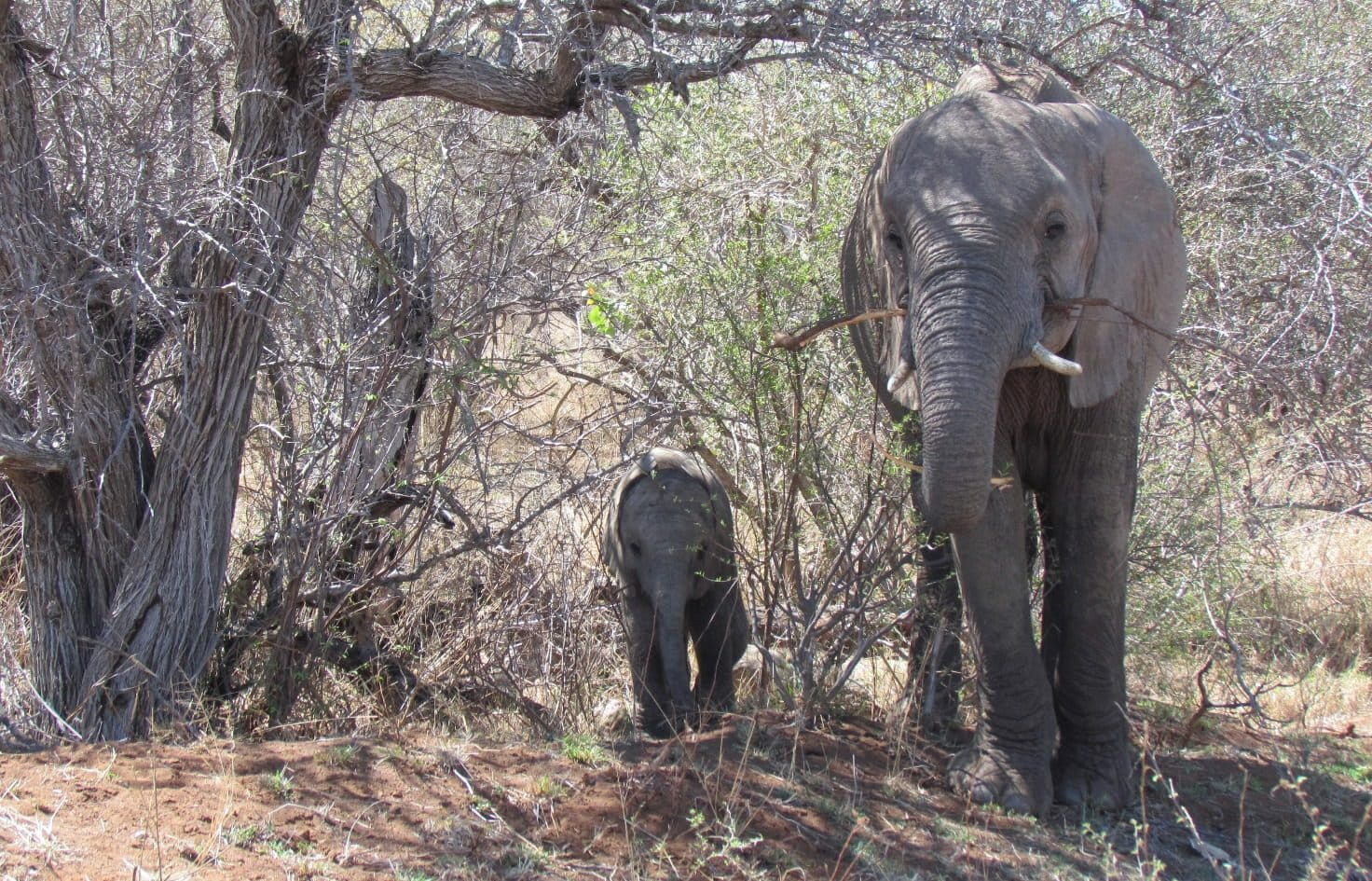 Bees for trees testing a potential tool for reducing humanelephant