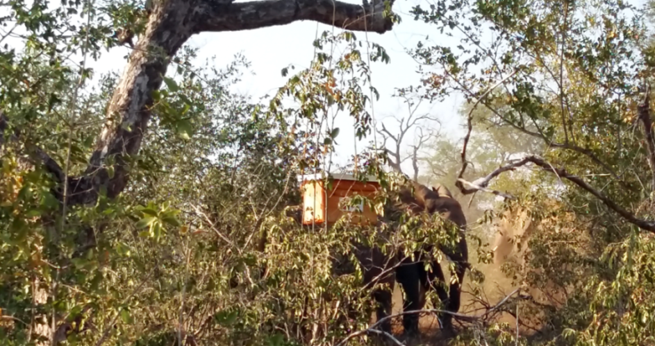 Beehives in the study protected marula trees from elephant impact, though they did not stop elephants from passing through the immediate area. 