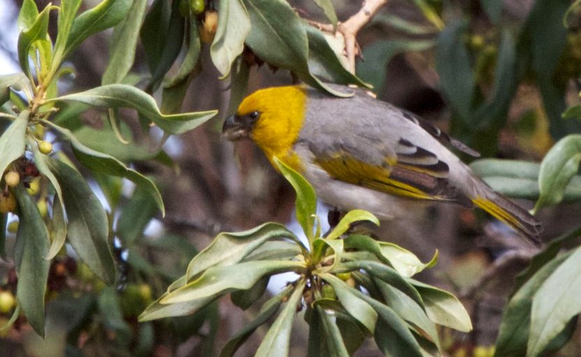 The palila honeycreeper, like many Hawaiian birds, is highly endangered by loss of habitat and avian malaria brought to the islands by people, to which they lack resistance. 