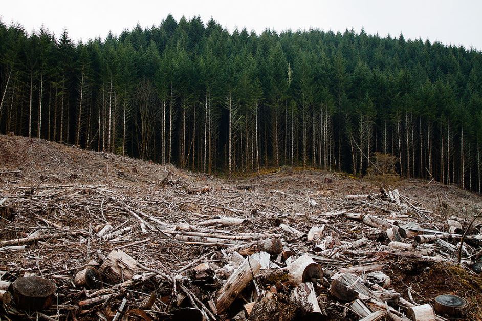 Clearing of forest habitat critical to a listed species, such as this example in Oregon, would be an example of "take". 