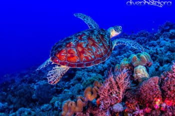 A green sea turtle (Chelonia mydas) in the Spratly Islands of the South China Sea. Photo courtesy of Greg Asner / Divephoto.org.