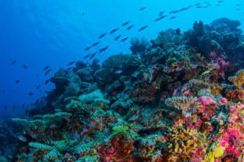 An underwater view of the reef at Layang Layang Atoll in the Spratly Islands, South China Sea. Photo courtesy of Greg Asner / Divephoto.org.