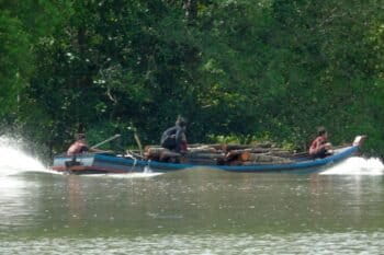 A boat load of cut mangroves. High-quality charcoal made from mangroves is exported to Thailand. Photo by Christoph Zockler.