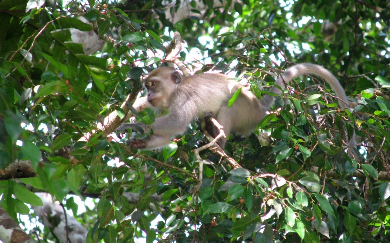 Macaque eating forest fruits in Taman Negara National Park, Malaysia. 