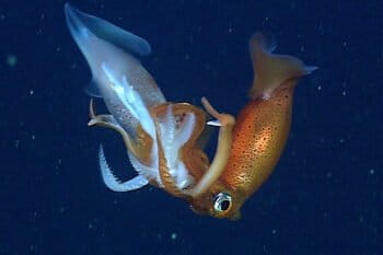 A Gonatus squid eating another squid. Photo © MBARI