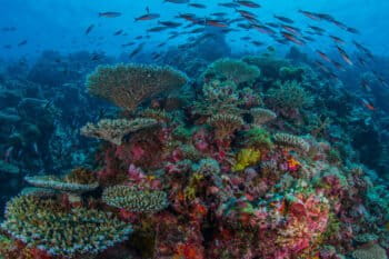 Layang Layang Atoll, Spratly Islands, South China Sea. Photo by Greg Asner/Divephoto.org.