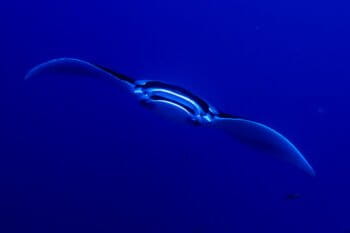 A manta ray in the South China Sea. Photo by Greg Asner/Divephoto.org.
