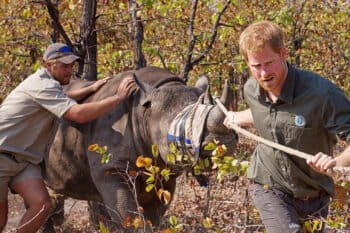 Prince Harry (right) and Roy Hensberg translocating a rhinoceros in Malawi with African Parks. Photo courtesy of Frank Weitzer / African Parks.