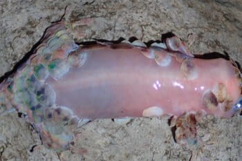A close relative of Geckolepis maculata, Gecklolepis megalepis, a new species of fish-scale gecko, was described earlier this year. Photo courtesy of Frank Glaw