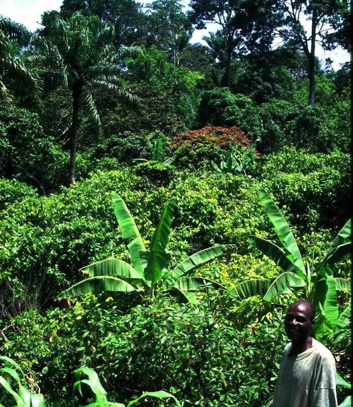 essay on forest green lungs