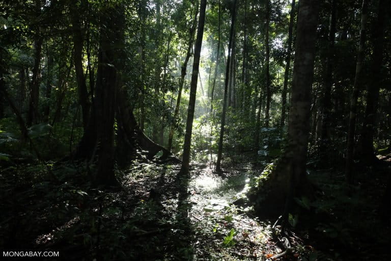 Indonesian rainforest. Photo for Mongabay by Rhett A. Butler.