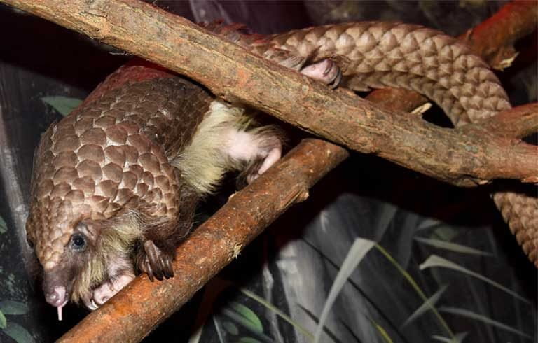 U.S. zoos learn how to keep captive pangolins alive, helping wild ones