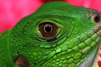 A green iguana. Photo by Rhett A. Butler/Mongabay.