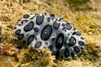 Black-spotted Nudibranch (Ceratophyllidia papilligera). Photo by Nick Hobgood/via Wikimedia Commons.