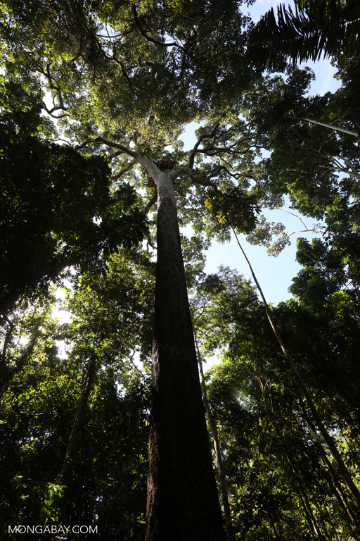 photo of Ancient human sites may have distorted our understanding of the Amazon’s natural ecology image