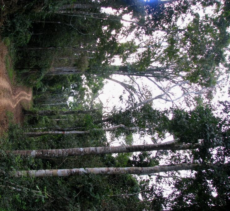 A logging road through Amazon rainforest. If thin enough, these roads may go undetected by low-resolution satellite imagery.
