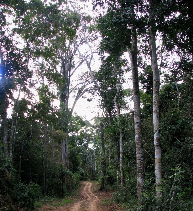 A logging road through Amazon rainforest. If thin enough, these roads may go undetected by low-resolution satellite imagery. 