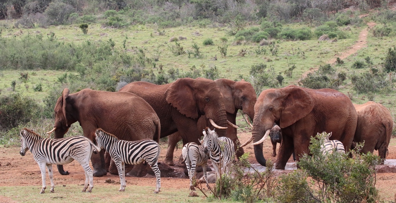 Elephants and zebra using a waterhole in South Africa. Both are targets of wildlife poachers. 