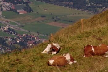 A pasture, forest, and town in Austria. Photo via pxhere.