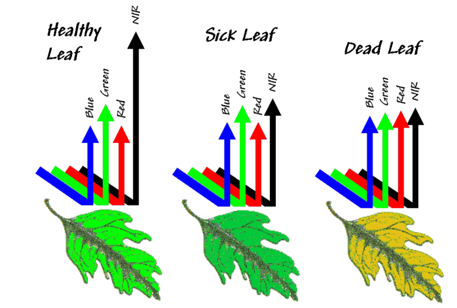 Greener vegetation reflects more of the green portion of the electromagnetic spectrum than brown vegetation. The variability in reflectance of the spectral bands in a satellite image can be used to assess vegetation health.