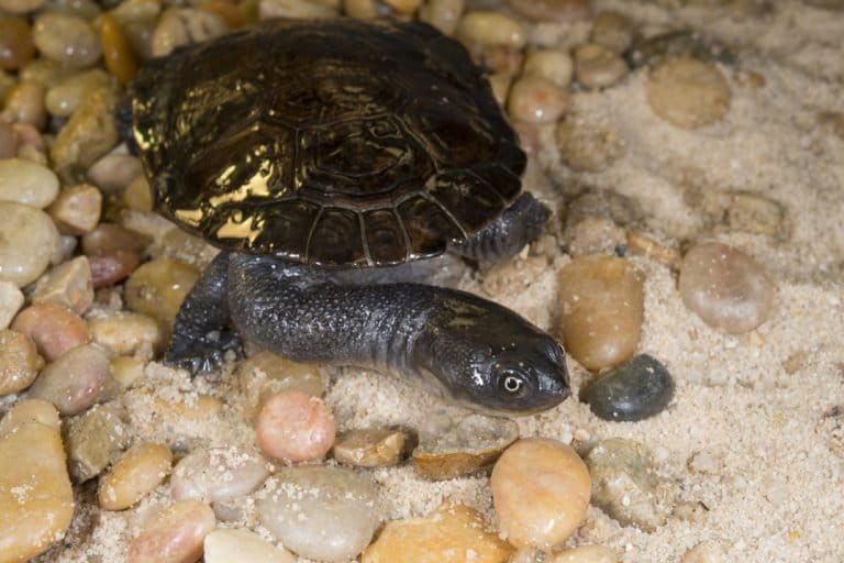 Roti Island Snake-necked Turtle (Chelodina mccordi). Roti Island snake-necked turtles live in the swamps and lakes of the tiny island of Rote in Indonesia. They have long, snake-like necks that fold sideways rather than straight back when they pull into their shells. These turtles have been over-collected for the pet trade, and suffer from habitat loss. They are critically endangered and haven’t been seen in the wild since 2004. They are considered by experts to be functionally extinct and are likely extinct in the wild. Photo © Julie Larsen Maher / WCS.