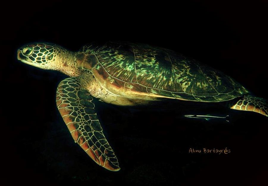 Sea turtles like this one in the Philippines, are graceful swimmers.